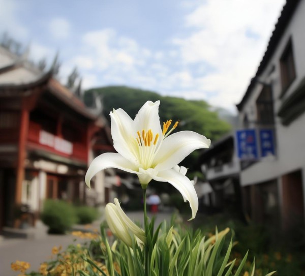 宜兴百合，文化传承与商业发展的平衡之道